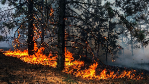 Как действовать при обнаружении лесного пожара